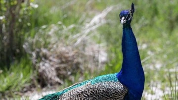 Van'da koruma altındaki tavus kuşlarının sayısının artırılması hedefleniyor