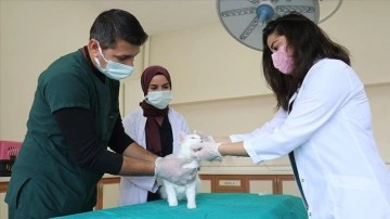 Van'daki hayvan hastanesi yabani ve evcil hayvanlara sağlık üssü oldu