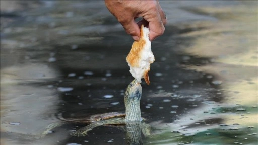 Vanlı doğa fotoğrafçısı Deliçay'daki su kaplumbağalarını elleriyle besliyor