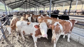 Veteriner hekimler kurbanlık seçimi ve taşınması konusunda uyarılarda bulundu