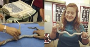 Veteriner hekimler yılanın sahibine müjdeli haberi veremedi