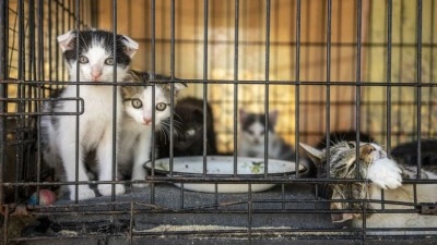Vietnam'da yenmek i&ccedil;in kesime g&ouml;nderilecek 400'den fazla kedi kurtarıldı