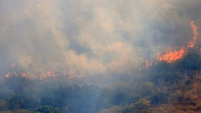 WWF: İtalya'da bu yaz &ccedil;ıkan orman yangınlarında 70 bin hektar alan k&uuml;l oldu