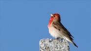 Yaban hayatı zengini Sarıkamış'ta 106 kuş türü tespit edildi