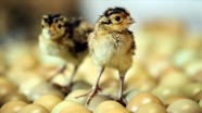 Yaban hayatını geliştirmek için doğaya salınacak sülünler yumurtadan çıkmaya başladı