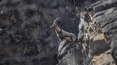 Yaban ke&ccedil;ileri Munzur Vadisi'nde yiyecek ararken g&ouml;r&uuml;nt&uuml;lendi