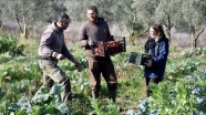 Yabancı gençler Türk kültürünü öğrenmek için çiftlikte gönüllü çalışıyor