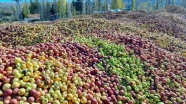 Yağışların azlığı nedeniyle büyümeyen 'döküntü elmalar' meyve suyu oluyor