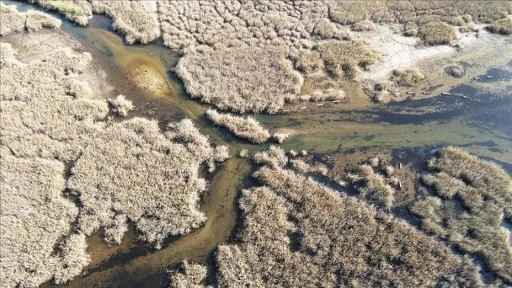 Yağışlarla nefes alan Bafa Gölü'nde doğal yaşam yeniden canlandı