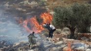 Yahudi yerleşimciler Batı Şeria'da Filistinlilere ait yüzlerce zeytin ağacını ateşe verdi
