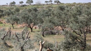 Yahudi yerleşimciler Filistinlilere ait onlarca zeytin ağacını söktü