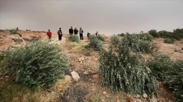 Yahudi yerleşimciler Filistinlilere ait yaklaşık 400 zeytin ağacını söktü