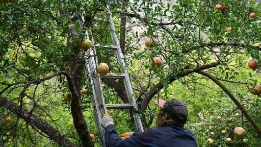 Yaktığı ateşle bahçesini zirai dondan koruyan nar üreticisi geçen yılki verimi yakaladı
