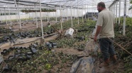 Yalova'daki yağış ve taşkında 250 çiçek serası zarar gördü