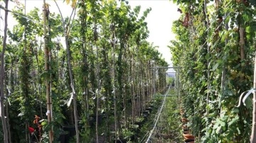 Yalova'da dış mekan süs bitkilerine ölçülebilir kalite standardı getirecek proje geliştirildi