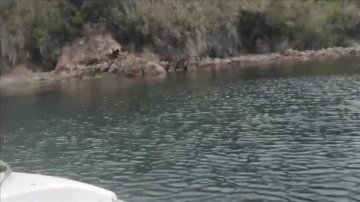 Yalova'da sahile inen iki ayı yavrusu tekneden görüntülendi