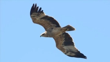 Yalova'daki Hersek Lagünü'nde görülen "şah kartal" ile kuş türü sayısı 253'
