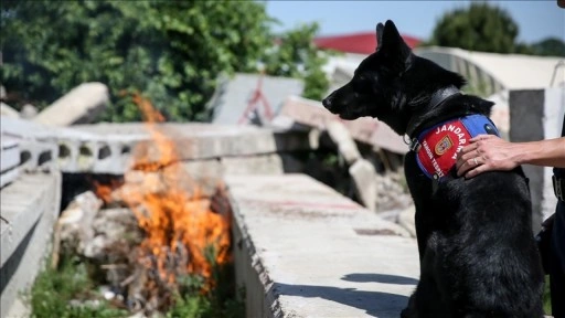 Yangın tespit köpeği Bronz, "şüpheli yangınların" aydınlatılmasına katkı sağlıyor