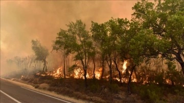 Yangınlar Fas'ta ormanları yok ediyor