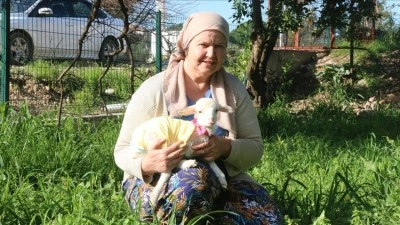 Yanından ayırmadığı kuzusunu parka da misafirliğe de g&ouml;t&uuml;r&uuml;yor