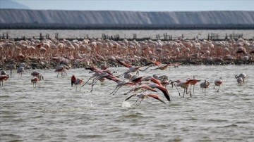 Yapay kuluçka adası yumurtadan çıkacak 18 bin flamingoyu bekliyor
