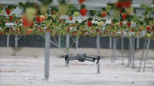 Yapay zeka destekli topraksız serada &uuml;retilen &ccedil;ilek 7 &uuml;lkeye ihra&ccedil; edildi