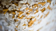 Yaprak sigara kağıdına düzenleme