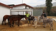 Yaralı at ve eşekler Sokak Hayvanları Geçici Bakımevi&#039;nde sağlıklarına kavuştu