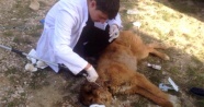 Yaralı sokak köpeği tedavi altına alındı