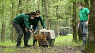 Yaralı yaban hayvanları Ormanya'da hem şifa hem yaşam alanı buluyor