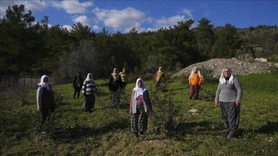 Yarımadanın kadınları doğal mirasları sakız ağacına yeniden can verdi
