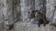 Yavru boz ayılar Tarsus Doğa Parkı'nın maskotu oldu