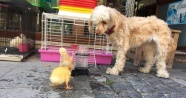 Yavru ördekler ile köpeğin dostluğu