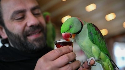 Yavruyken sahiplendiği papağanlarına g&ouml;z&uuml; gibi bakıp yanından ayırmıyor