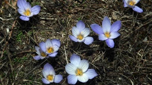 Yayladan dönüşün habercisi 'vargit' çiçekleri Ilgaz Dağı'nı süsledi