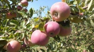 Yaylalarda elma hasadı hazırlığı