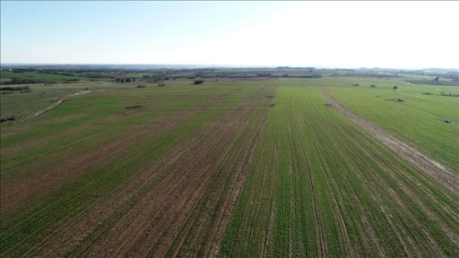 Yedi yılda 48,8 milyon metrekare arazi tıbbi ve aromatik bitki yetiştirilmek üzere kiralandı