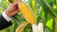 Yemlik mısır eken çiftçinin kazancı 4 kat arttı