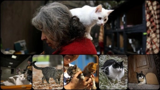 Yeni bulgular, kedilerin insanlarla ilişkisinin sanılandan daha geç başladığına işaret ediyor