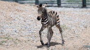 Yeni doğan zebra 'Dilek' hayvanat bahçesinin neşesi oldu