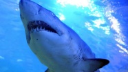 Yeni Kaledonya da köpek balığı saldırısı