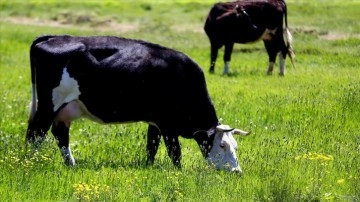 Yeni Zelanda, çiftlik hayvanlarının fazla metan gazı salınımına çözüm yolu arıyor
