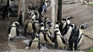Yeni Zelanda'da penguenlere özel alt geçit
