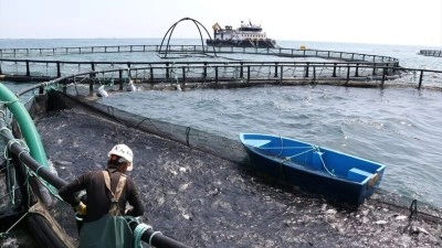Yerli &uuml;retim mersin balığından elde edilen havyar 'T&uuml;rk havyarı' markasıyla 2027'de i