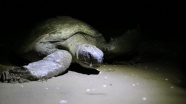 Yeşil deniz kaplumbağaları, Adana Akyatan Sahili'ne yumurta bırakmaya başladı