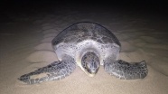 Yeşil deniz kaplumbağası Patara Plajı&#039;na 9 yıl sonra yuva yaptı