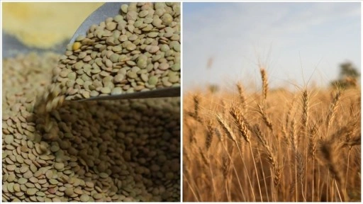 Yeşil mercimek ve yulaf ithalatında gümrük vergileri düşürüldü