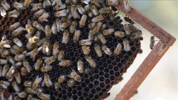 Yetiştirdikleri ana arıları dağıtarak bal üretimini artırdılar
