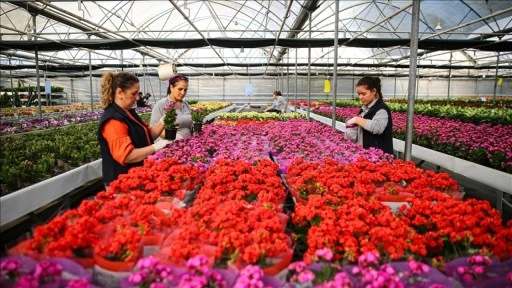 Yılbaşı &ouml;ncesinde &ccedil;i&ccedil;ek&ccedil;ilerde hareketlilik yaşanıyor