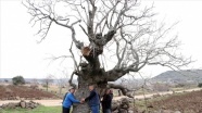 Yılda yaklaşık 200 kilogram fıstık veren asırlık ağacın bakımı imece usulü yapılıyor